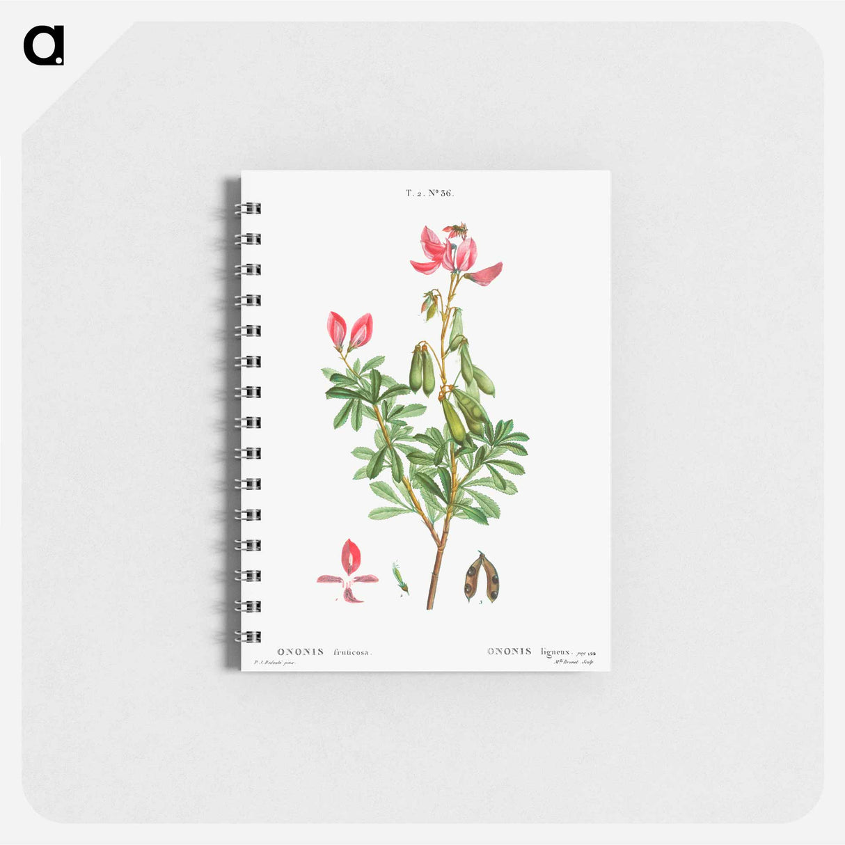 Ononis fruticosa - ピエール ジョゼフ ルドゥーテ Memo.