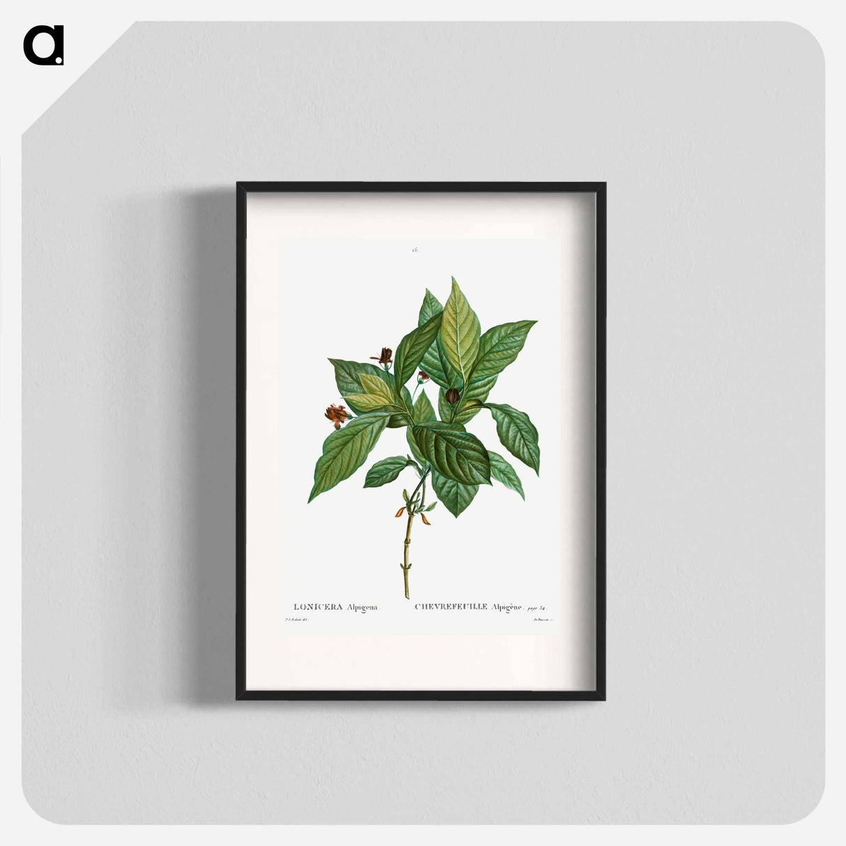 アートポスター-Alpine honeysuckle - ピエール ジョゼフ ルドゥーテ Poster.