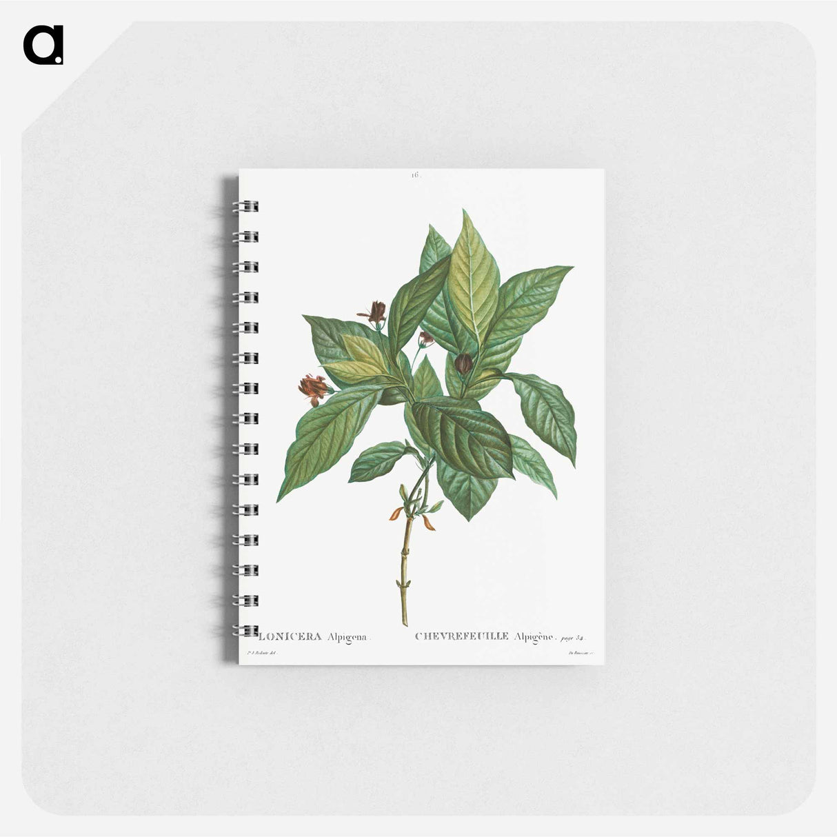 アートメモ帳-Alpine honeysuckle - ピエール ジョゼフ ルドゥーテ Memo.