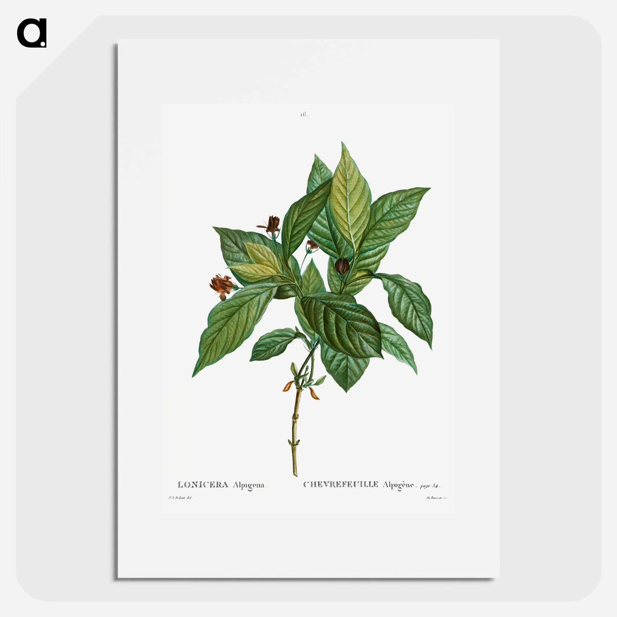 アートポスター-Alpine honeysuckle - ピエール ジョゼフ ルドゥーテ Poster.