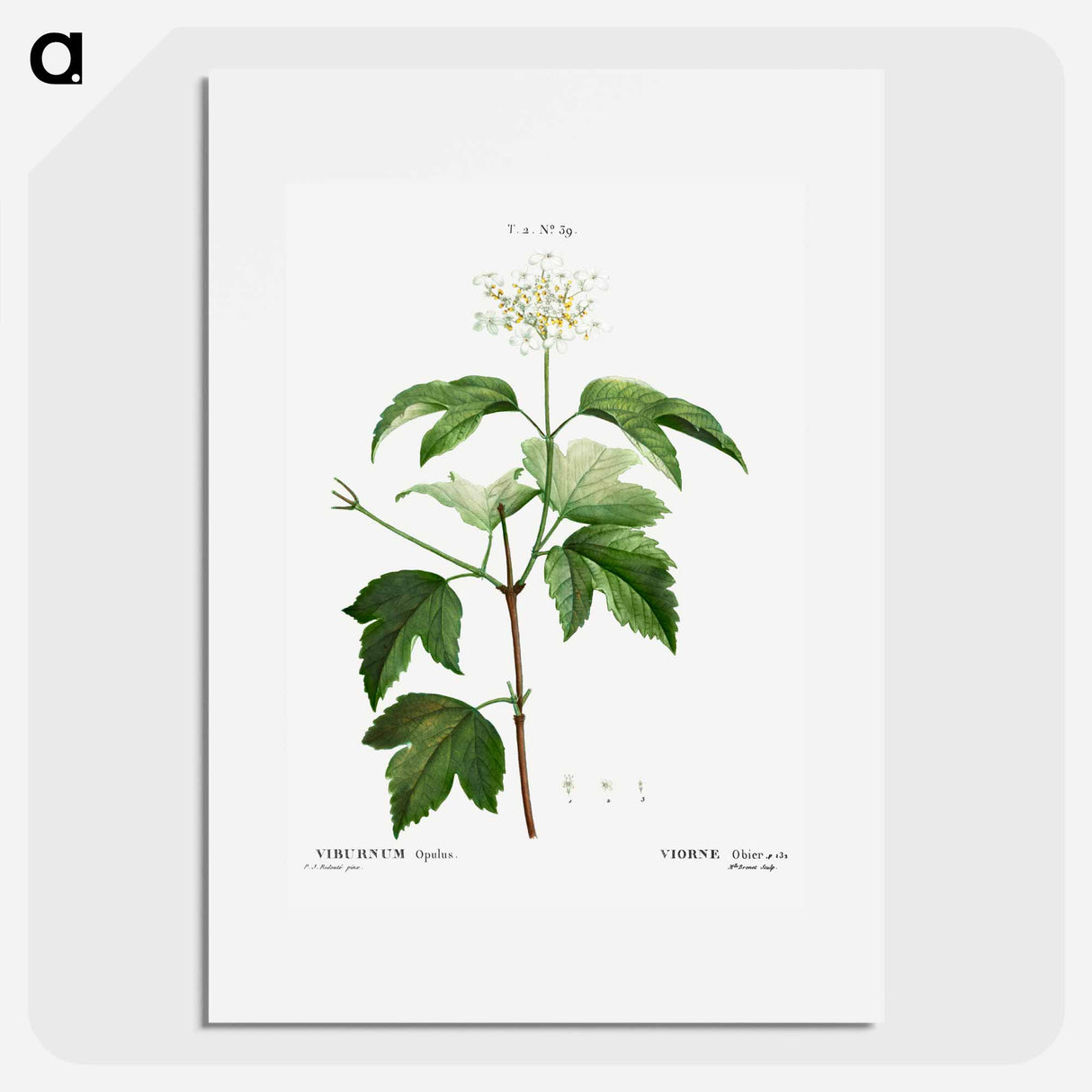 Guelder-rose (Viburnum opulus) - Pierre-Joseph Redouté Poster.