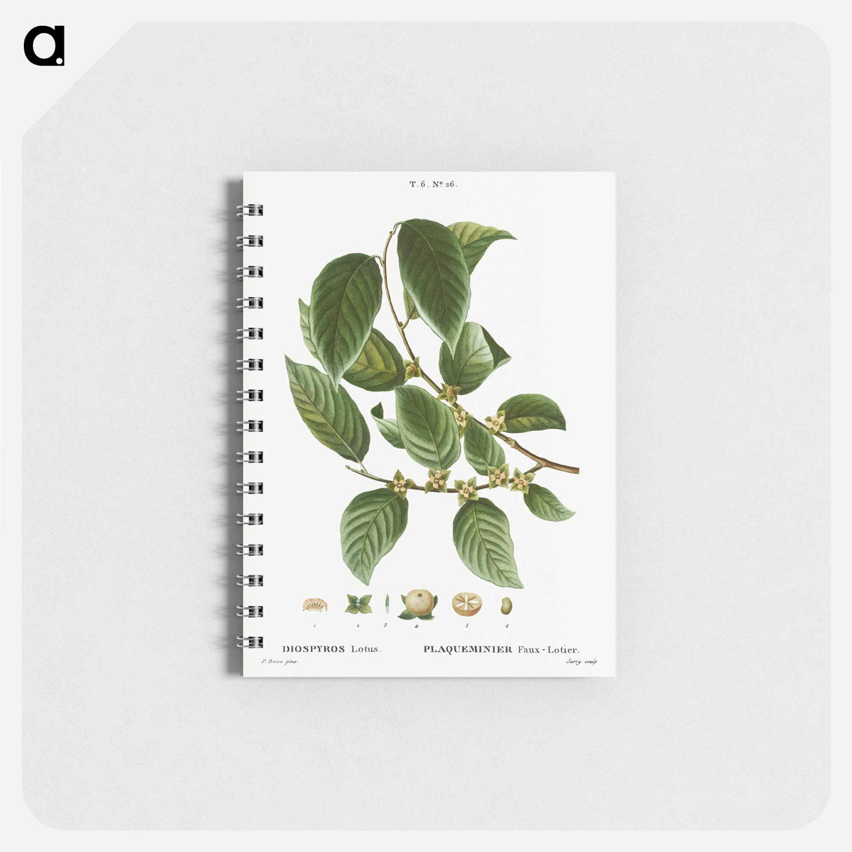 Date plum - ピエール ジョゼフ ルドゥーテ Memo.