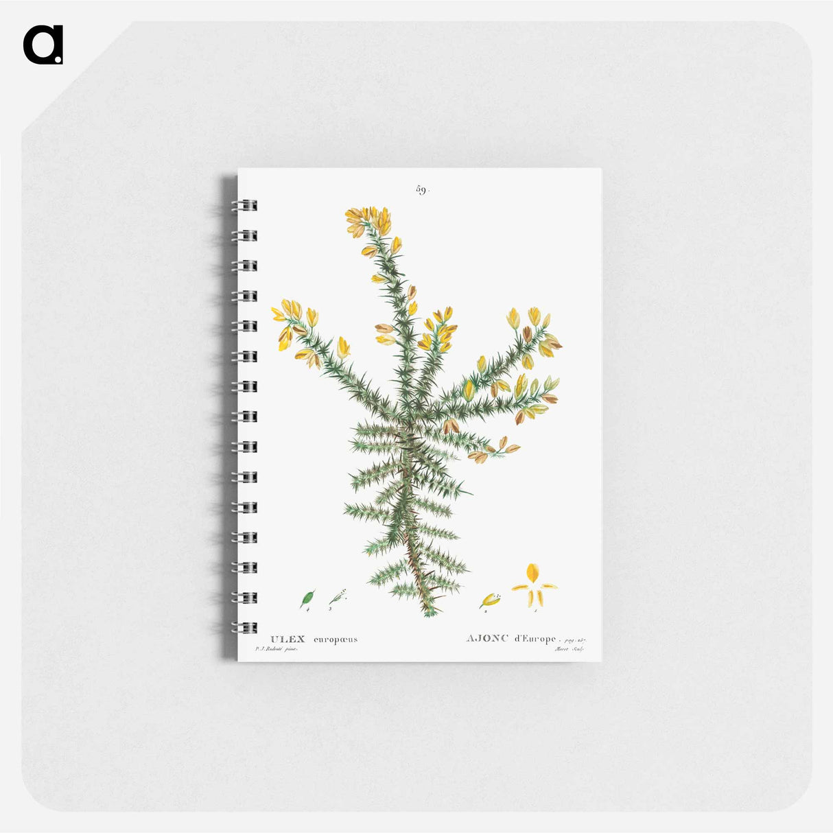 Gorse - ピエール ジョゼフ ルドゥーテ Memo.