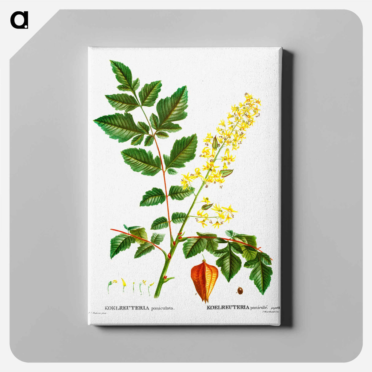 アートパネル-Koelreuteria paniculata - ピエール ジョゼフ ルドゥーテ Canvas.