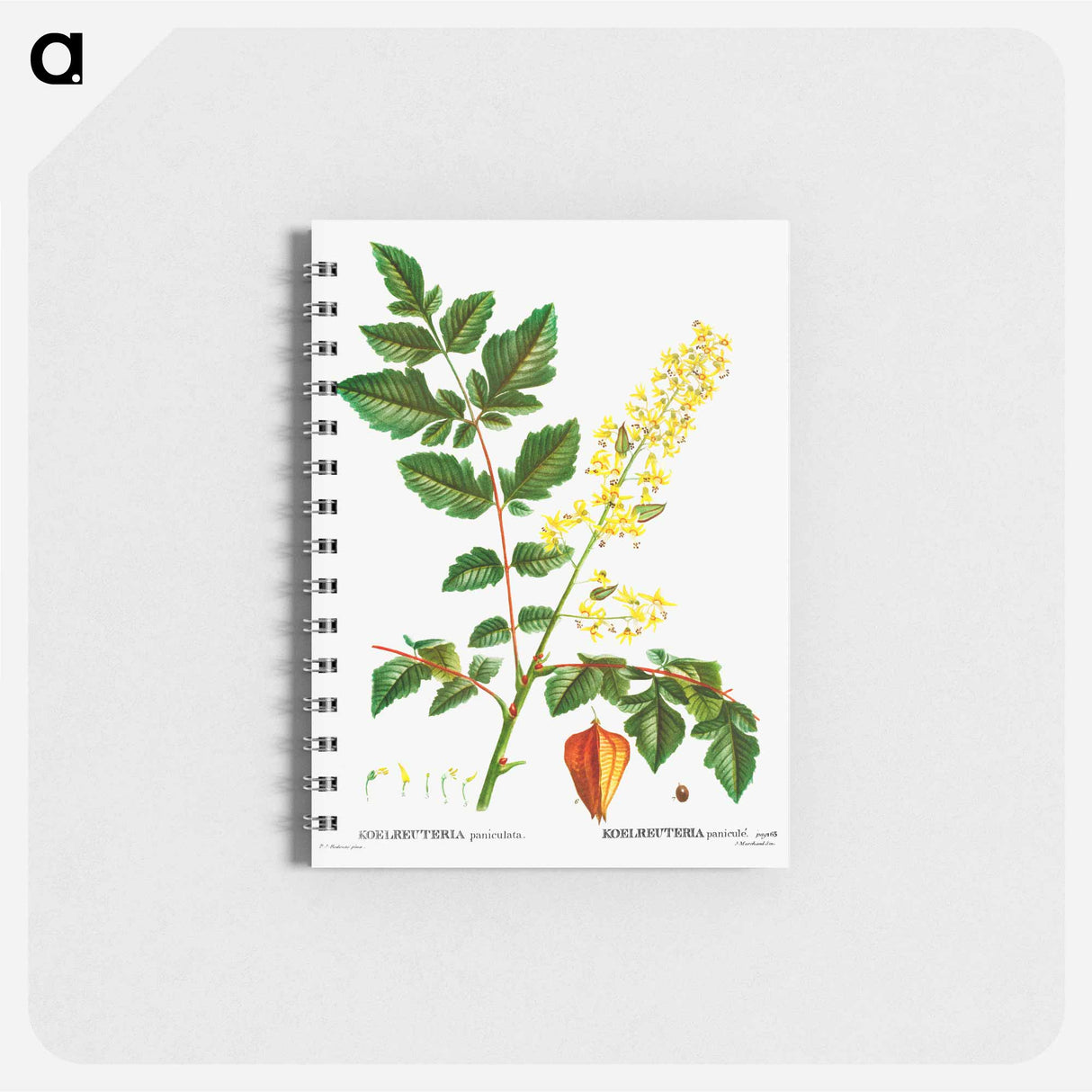 アートメモ帳-Koelreuteria paniculata - ピエール ジョゼフ ルドゥーテ Memo.