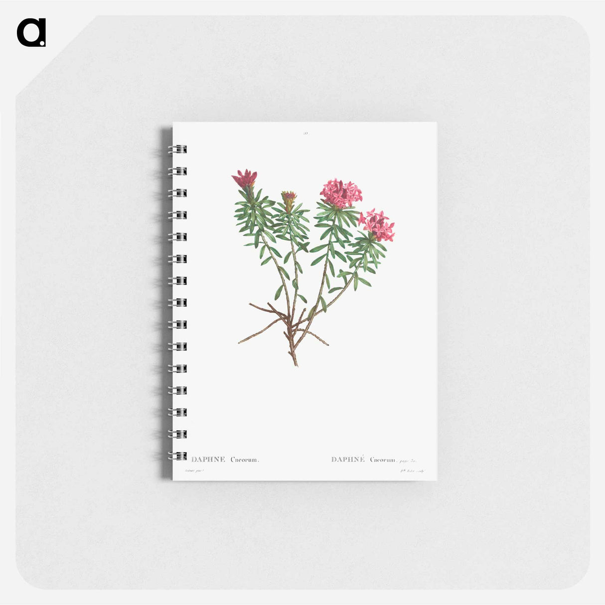 Garland Flower (Daphne cneorum) - ピエール ジョゼフ ルドゥーテ Memo.