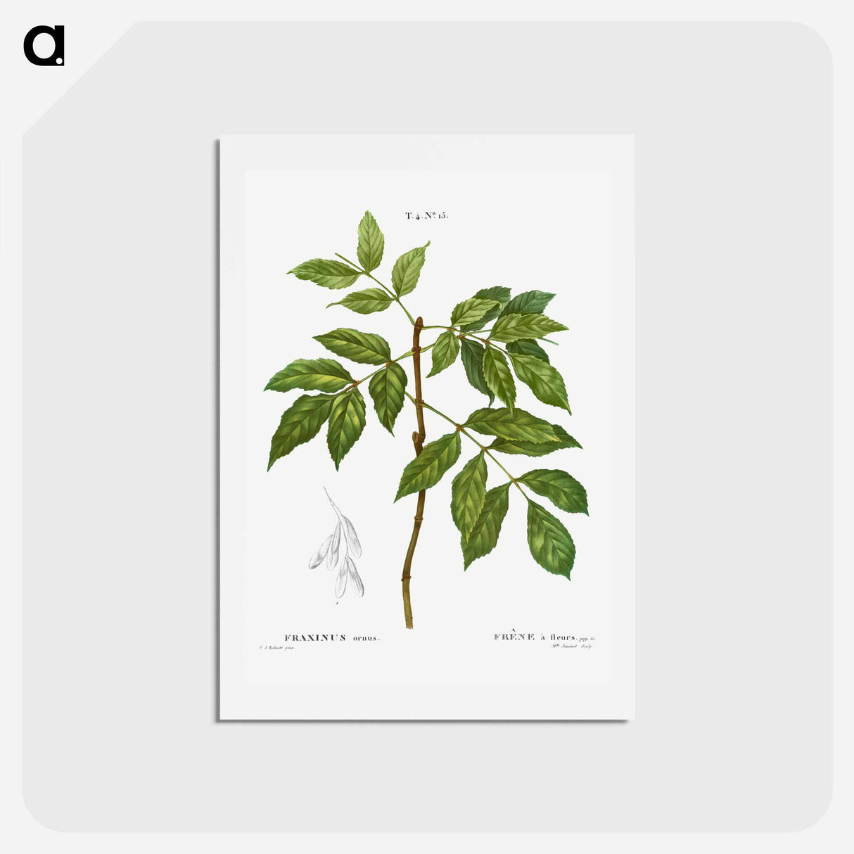 アートポストカード-Manna ash, Fraxinus ornus - ピエール ジョゼフ ルドゥーテ Postcard.