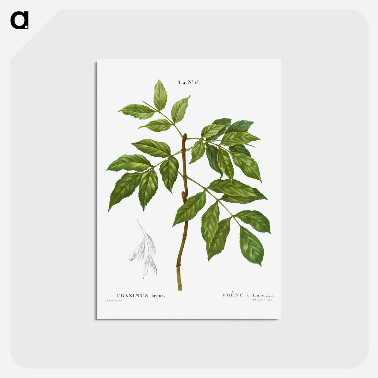 アートポストカード-Manna ash, Fraxinus ornus - ピエール ジョゼフ ルドゥーテ Postcard.