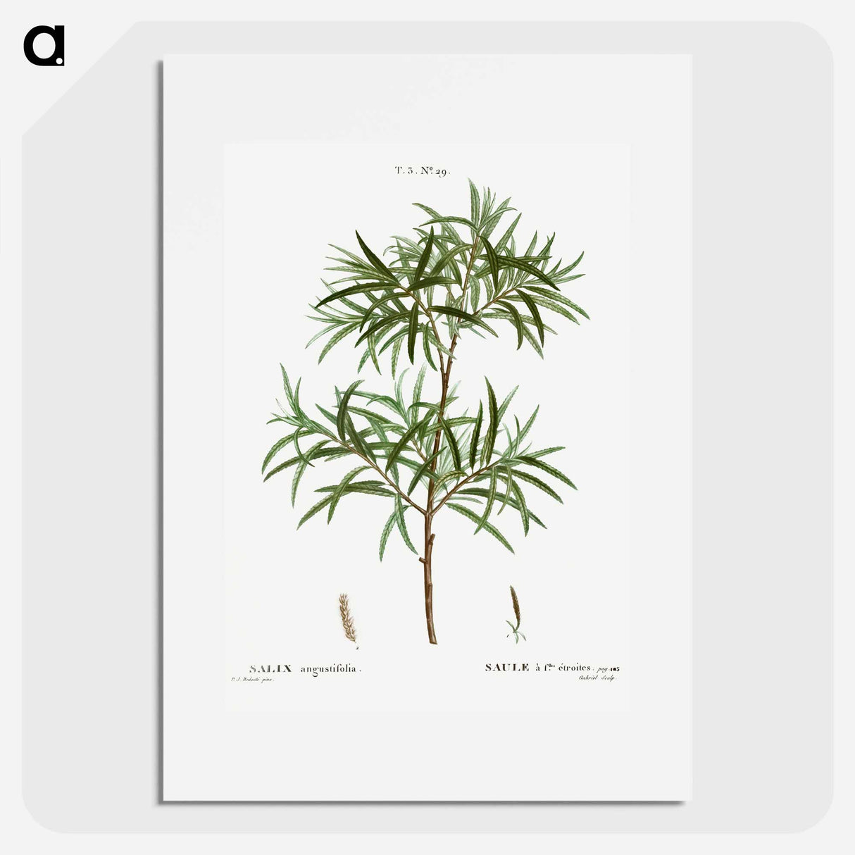 アートポスター-Bitter willow, Salix angustifolia - ピエール ジョゼフ ルドゥーテ Poster.