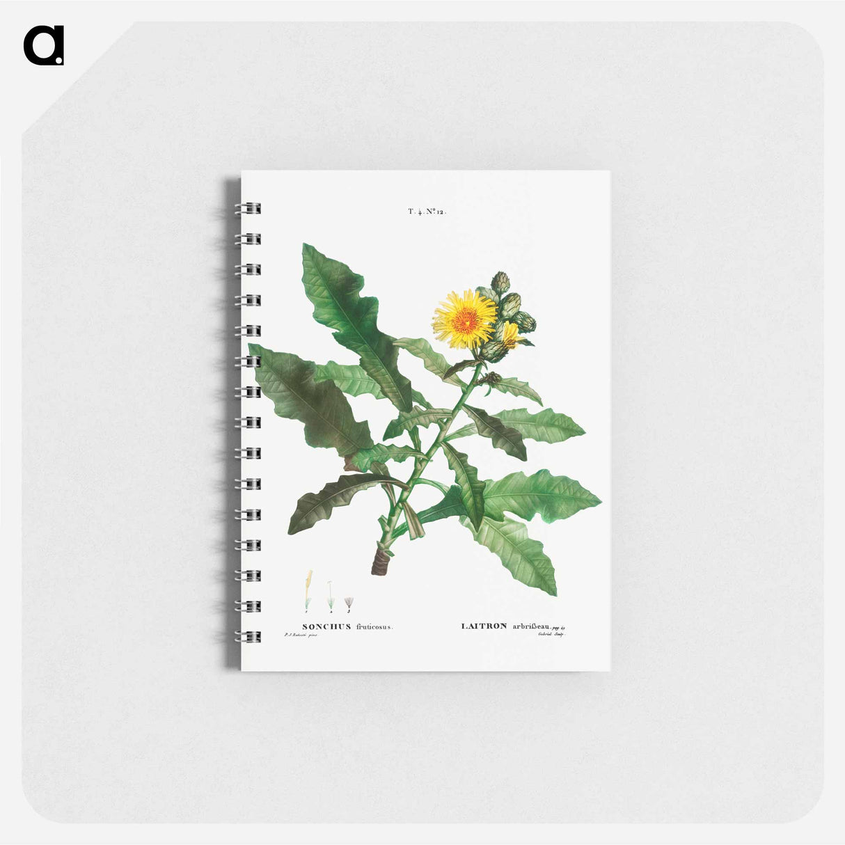 Sow thistle - ピエール ジョゼフ ルドゥーテ Memo.