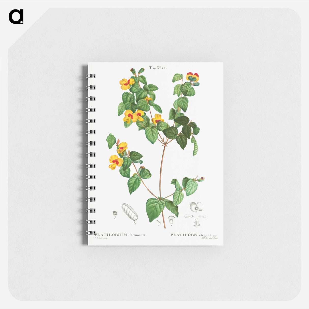 Handsome flat-pea - ピエール ジョゼフ ルドゥーテ Memo.