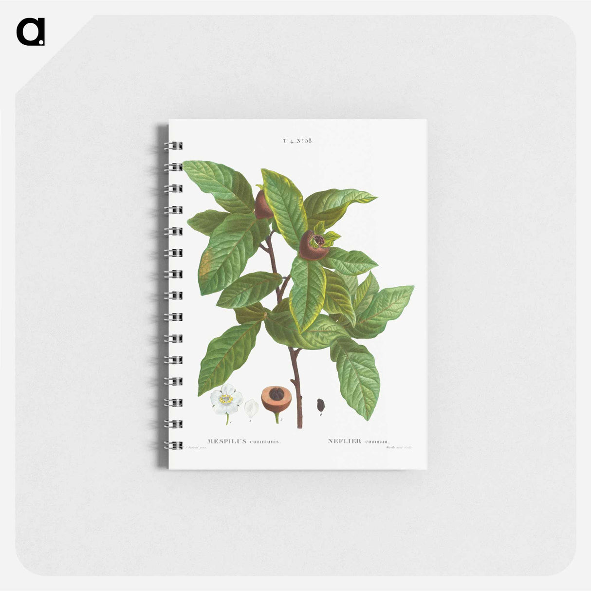 Medlar, Mespilus communis - ピエール ジョゼフ ルドゥーテ Memo.