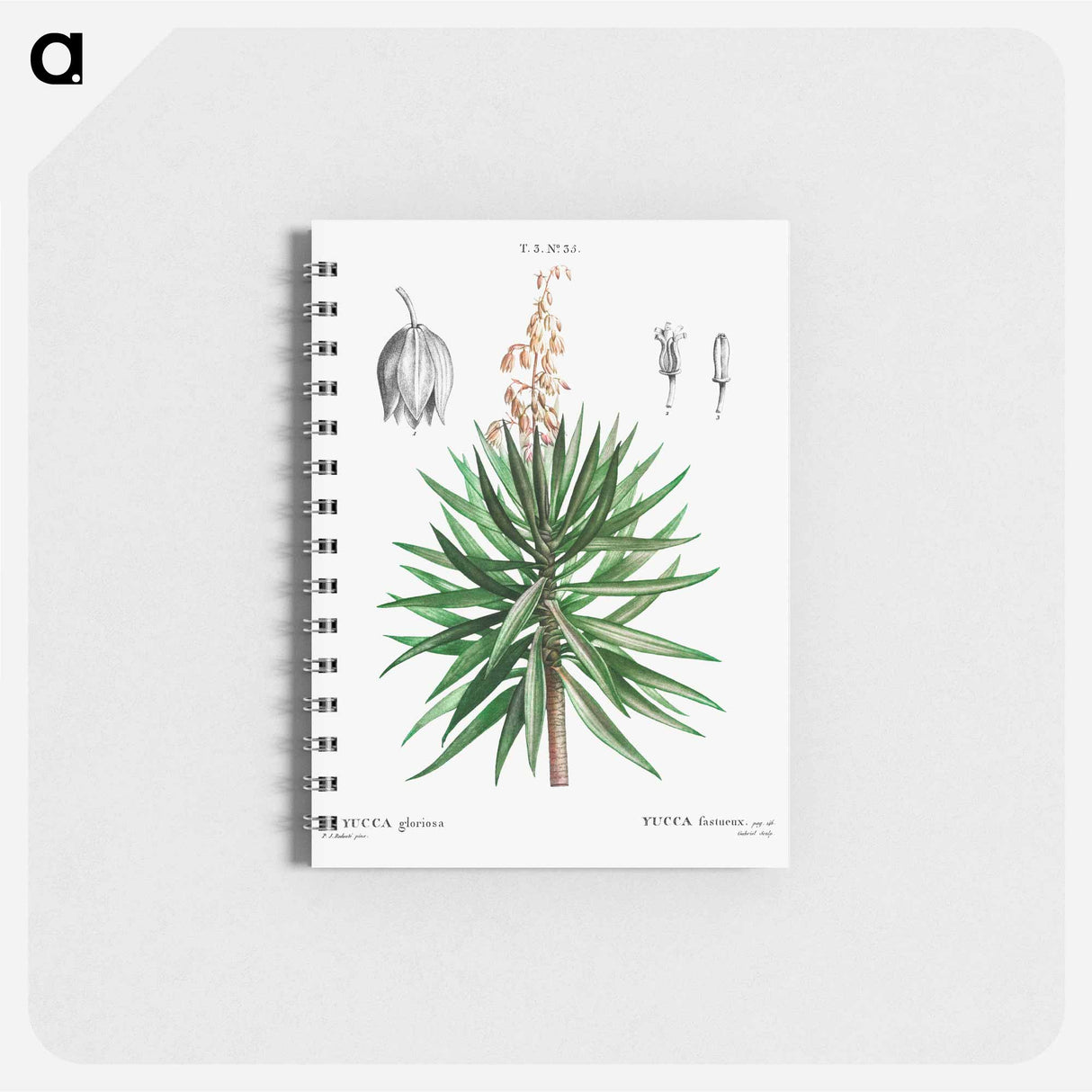 アートメモ帳-Spanish dagger (Yucca gloriosa) - ピエール ジョゼフ ルドゥーテ Memo.