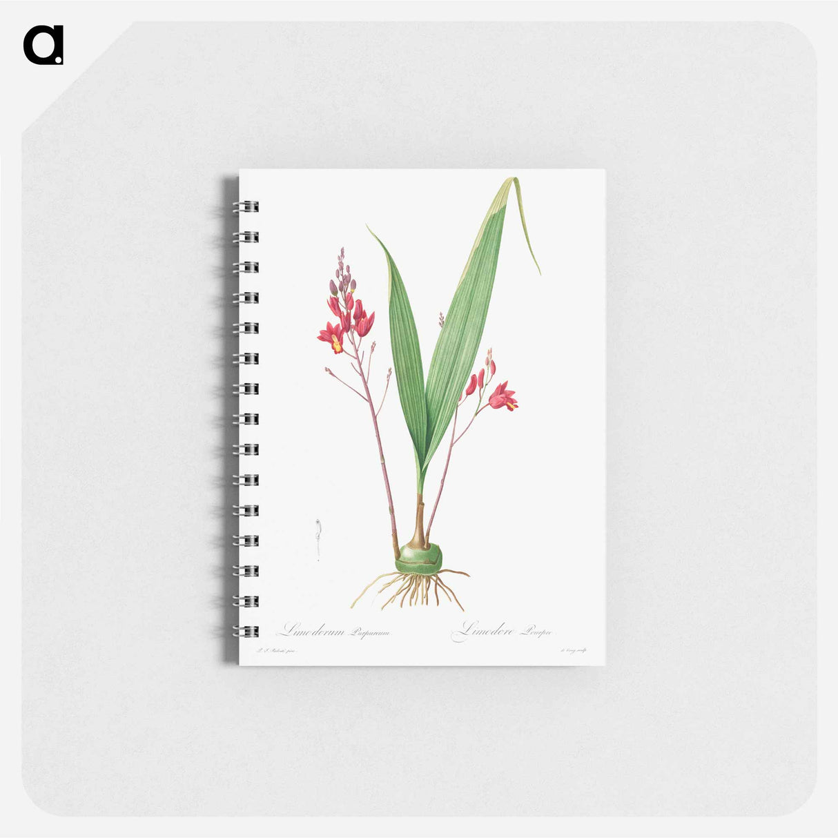 Limodorum Purpureum - ピエール ジョゼフ ルドゥーテ Memo.