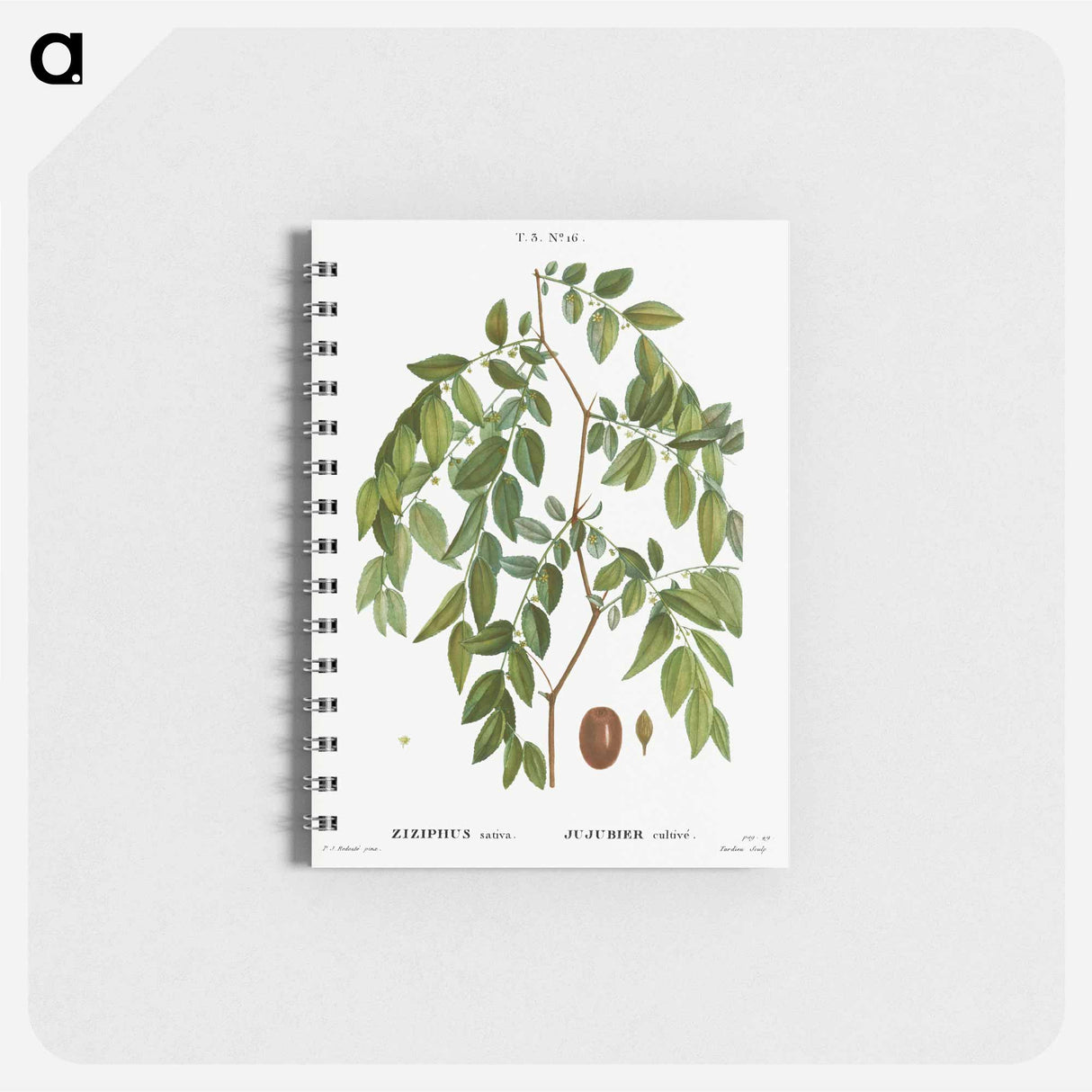 アートメモ帳-Jujube, Ziziphus sativa - ピエール ジョゼフ ルドゥーテ Memo.