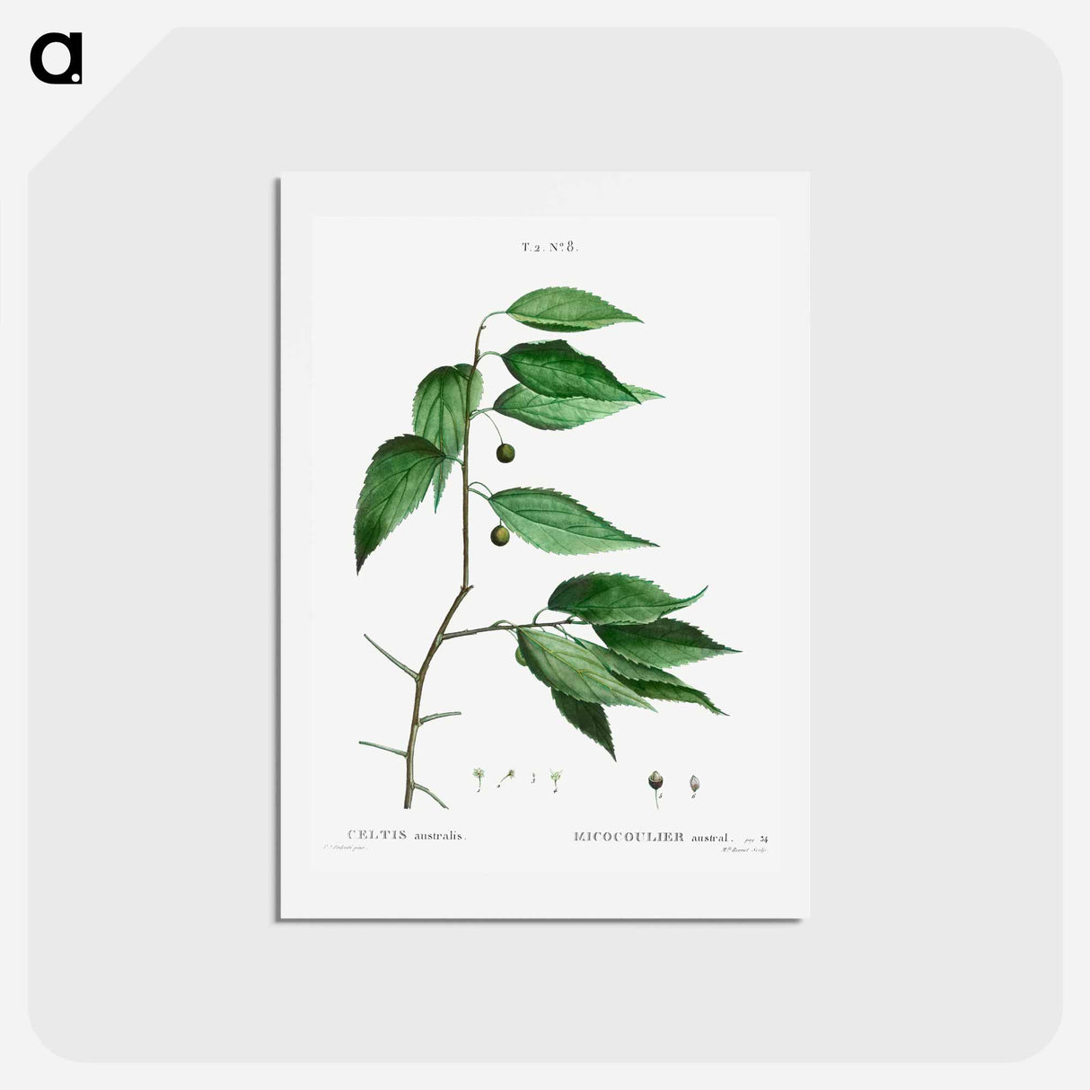 アートポストカード-European nettle tree - ピエール ジョゼフ ルドゥーテ Postcard.