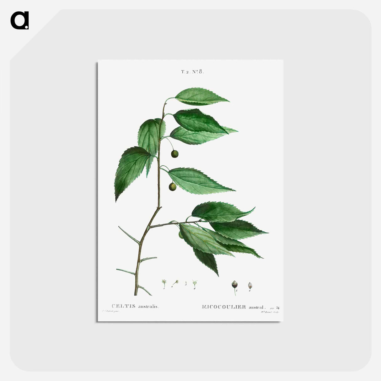 アートポストカード-European nettle tree - ピエール ジョゼフ ルドゥーテ Postcard.