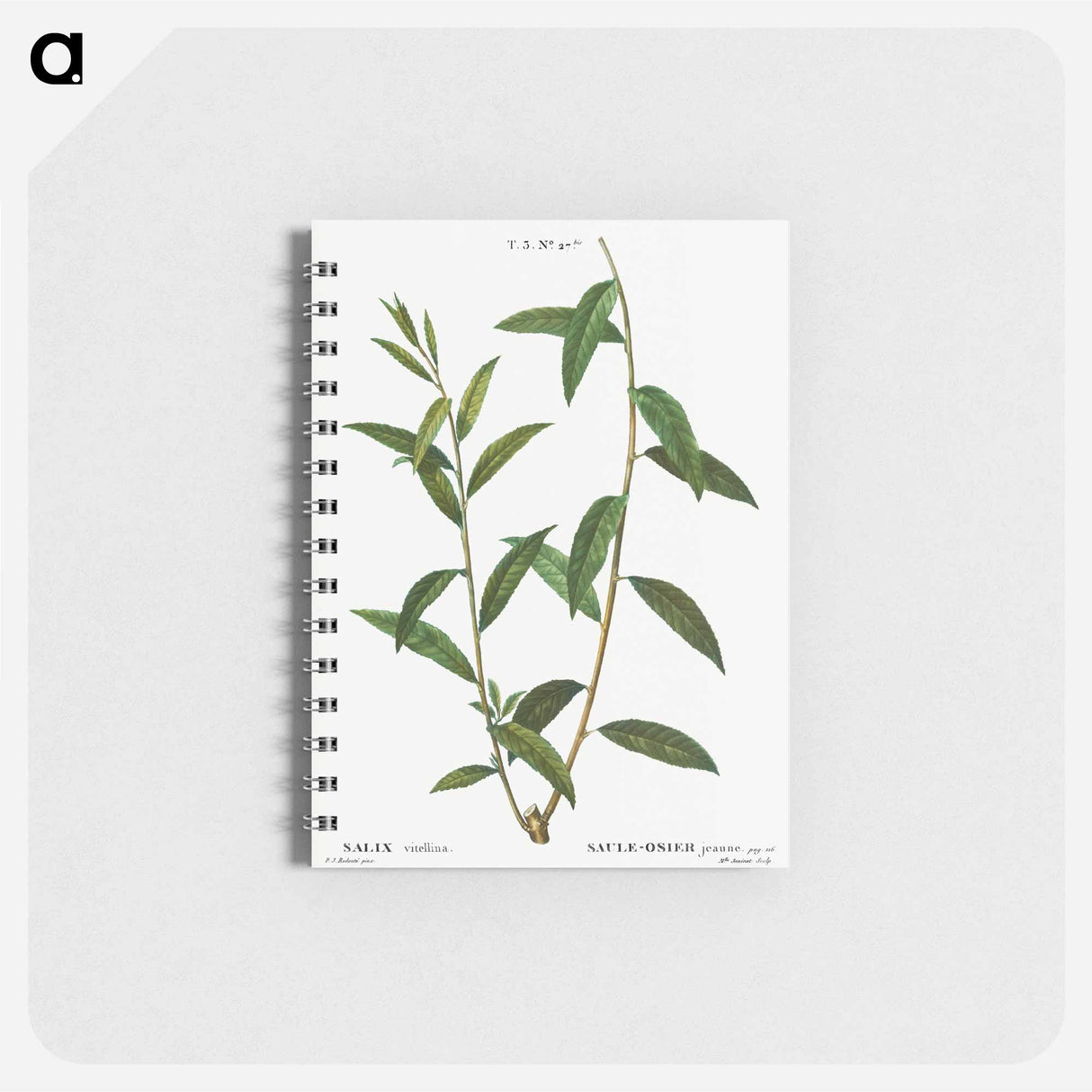 Golden willow - ピエール ジョゼフ ルドゥーテ Memo.