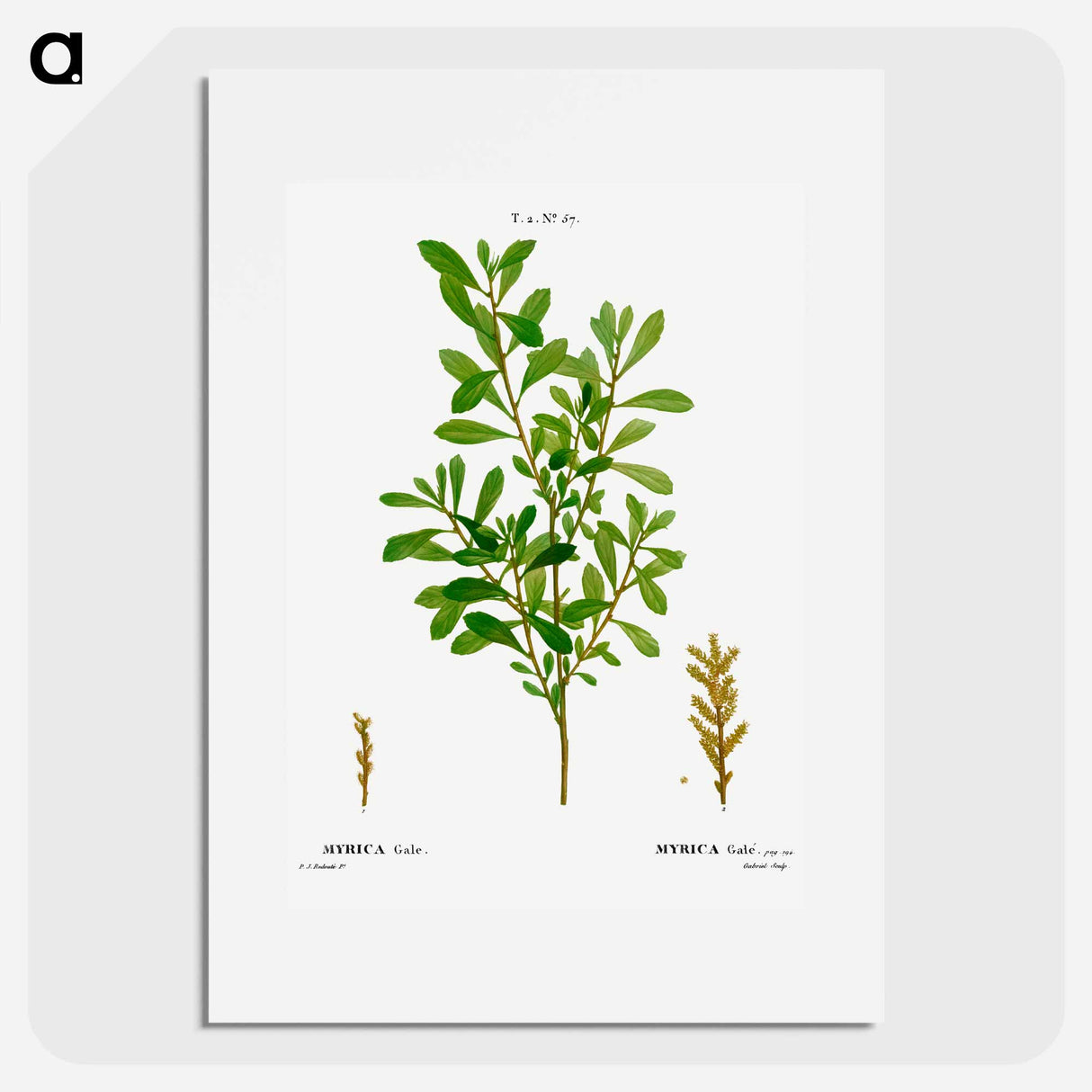 Bog-myrtle, Myrica gale - Pierre-Joseph Redouté Poster.