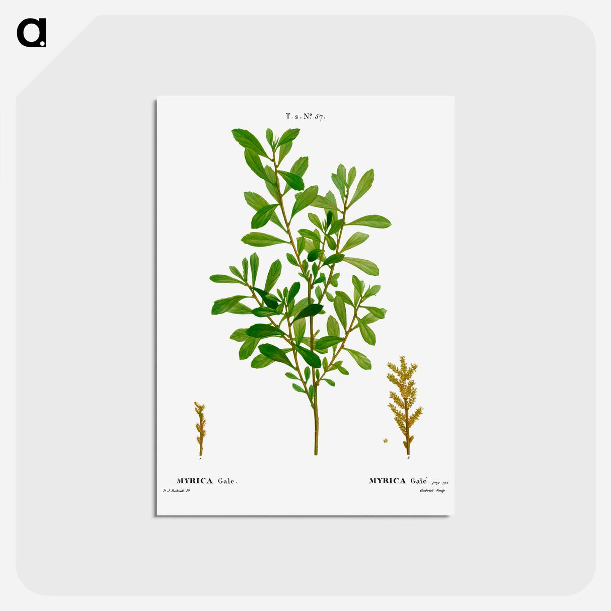 アートポストカード-Bog-myrtle, Myrica gale - ピエール ジョゼフ ルドゥーテ Postcard.
