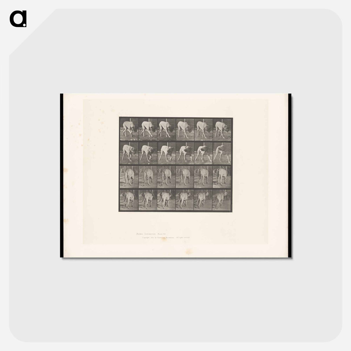 アートポストカード-Prowling Dog
- エドワード マイブリッジ Postcard.