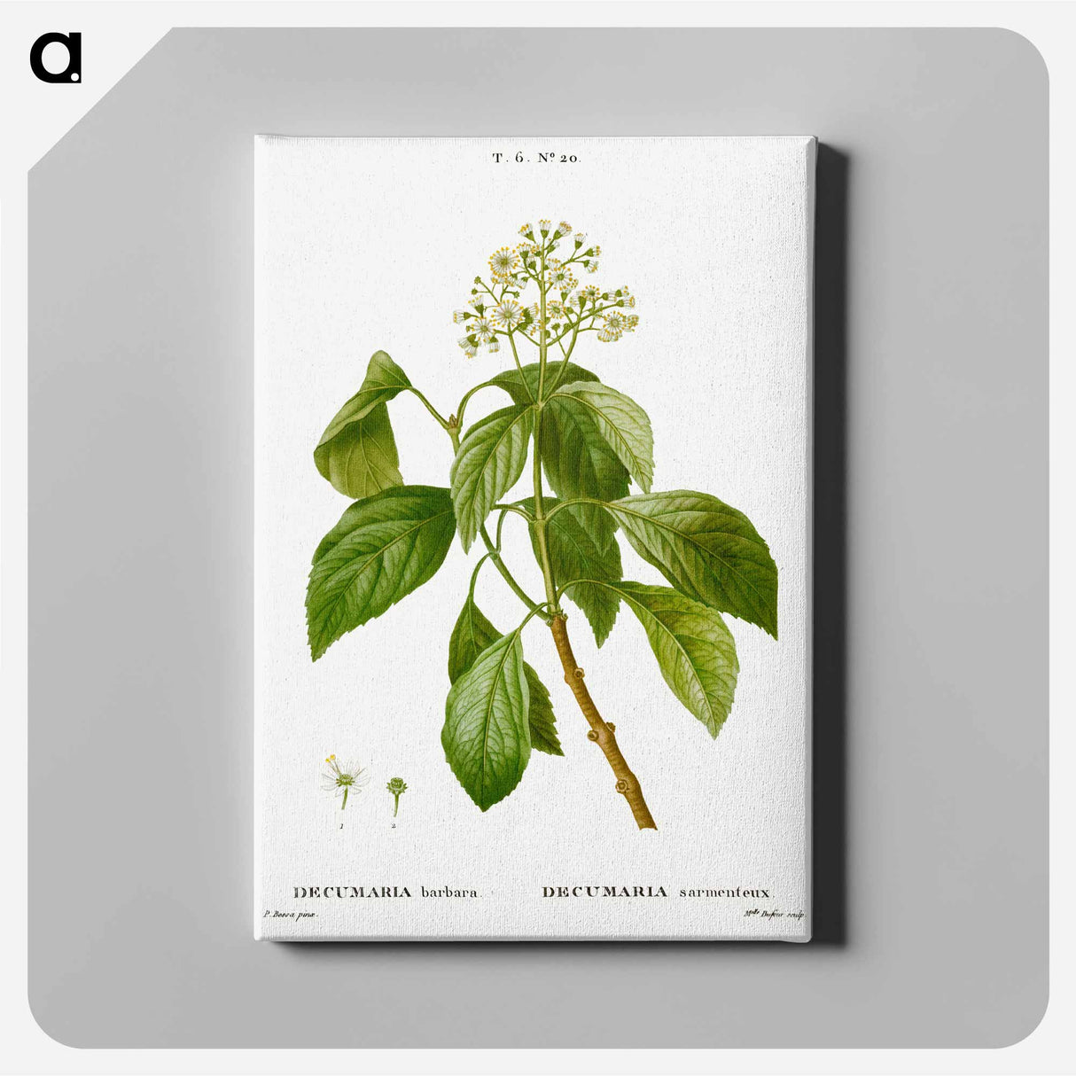 アートパネル-Climbing hydrangea - ピエール ジョゼフ ルドゥーテ Canvas.