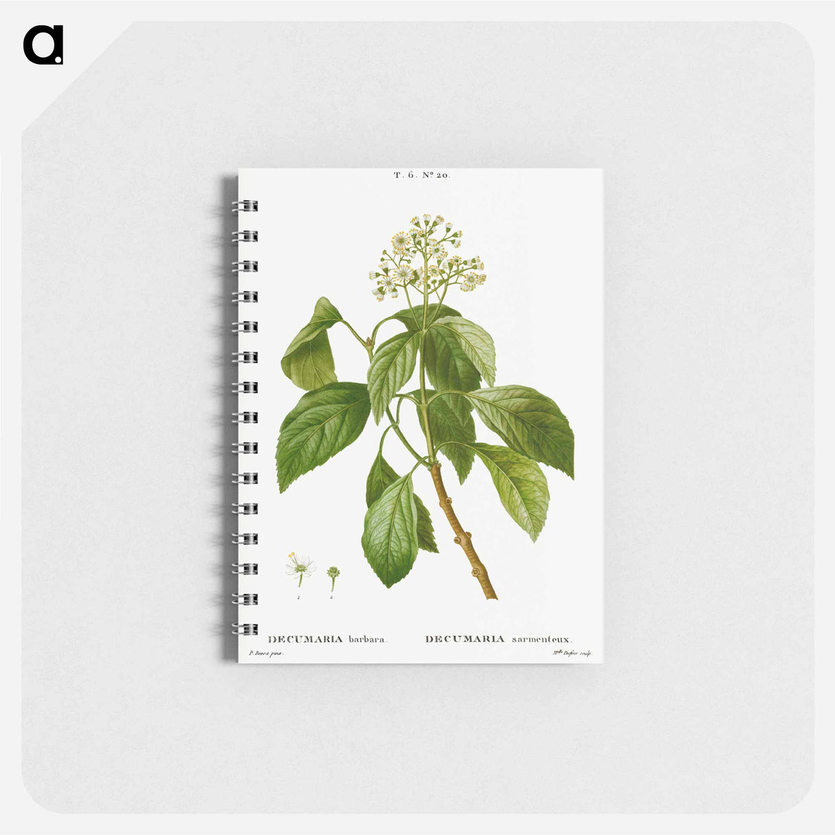 アートメモ帳-Climbing hydrangea - ピエール ジョゼフ ルドゥーテ Memo.