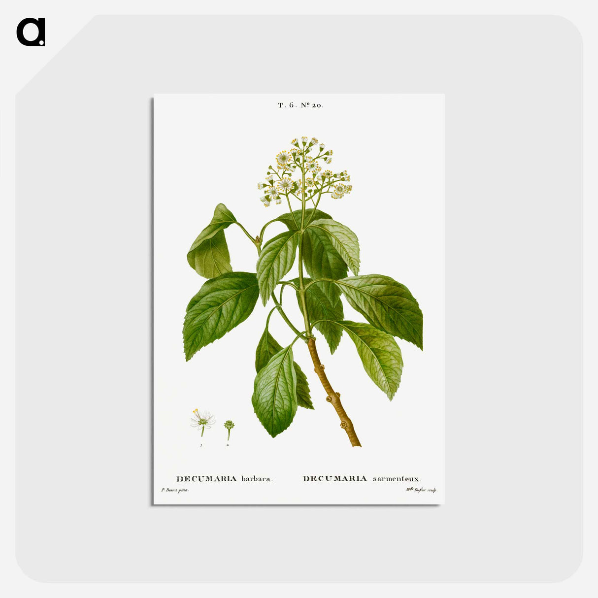 アートポストカード-Climbing hydrangea - ピエール ジョゼフ ルドゥーテ Postcard.