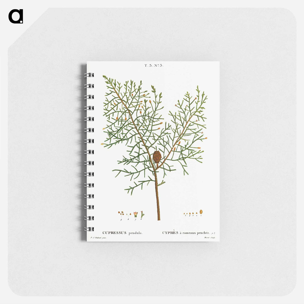 Chinese weeping cypress - ピエール ジョゼフ ルドゥーテ Memo.