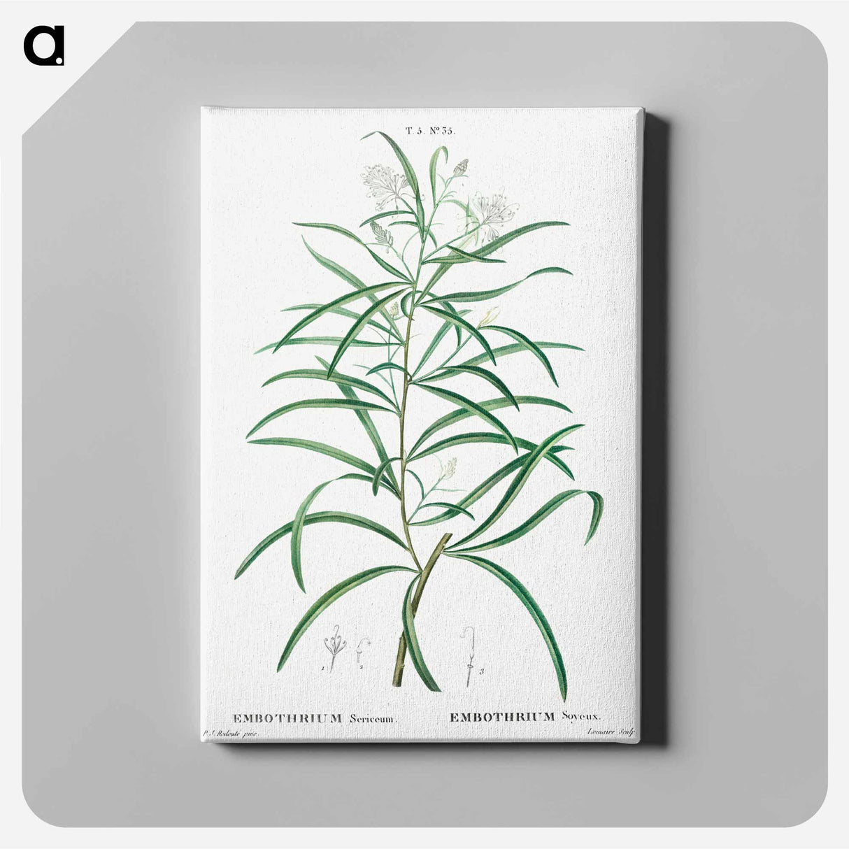 アートパネル-Narrow-leaved Spider Flower - ピエール ジョゼフ ルドゥーテ Canvas.