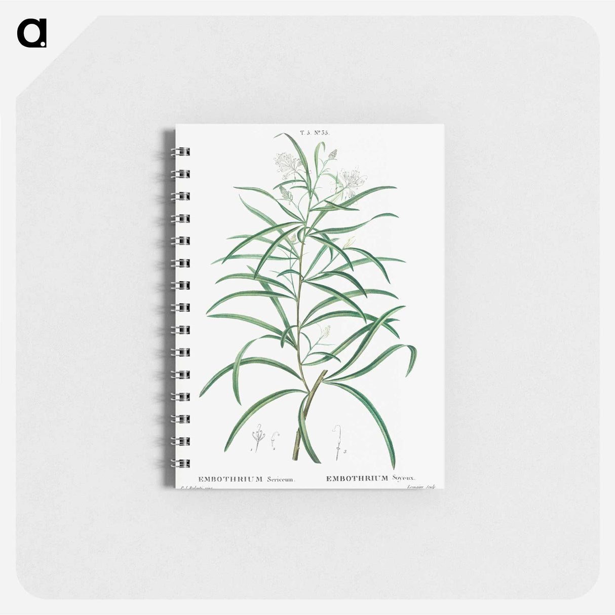 アートメモ帳-Narrow-leaved Spider Flower - ピエール ジョゼフ ルドゥーテ Memo.
