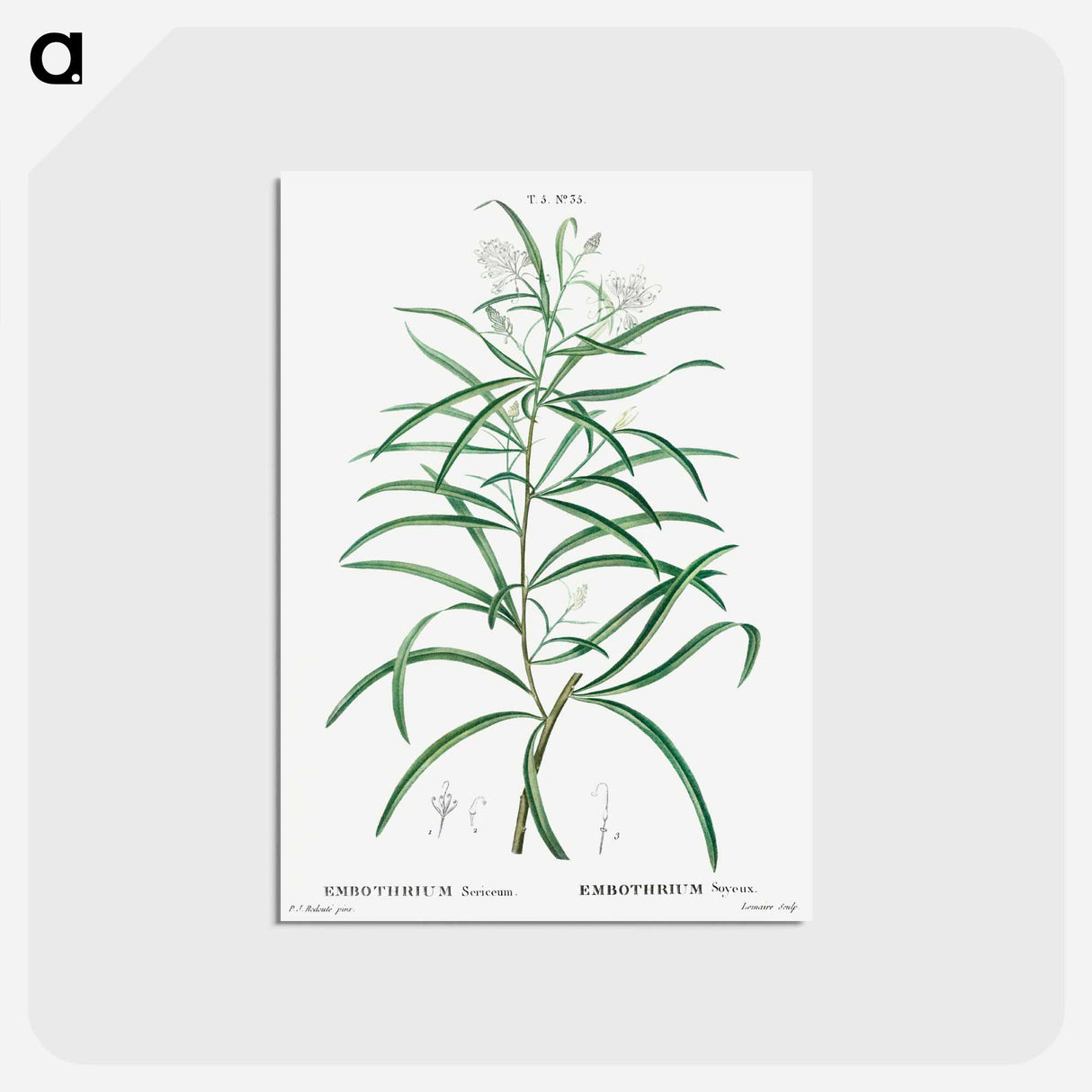 アートポストカード-Narrow-leaved Spider Flower - ピエール ジョゼフ ルドゥーテ Postcard.