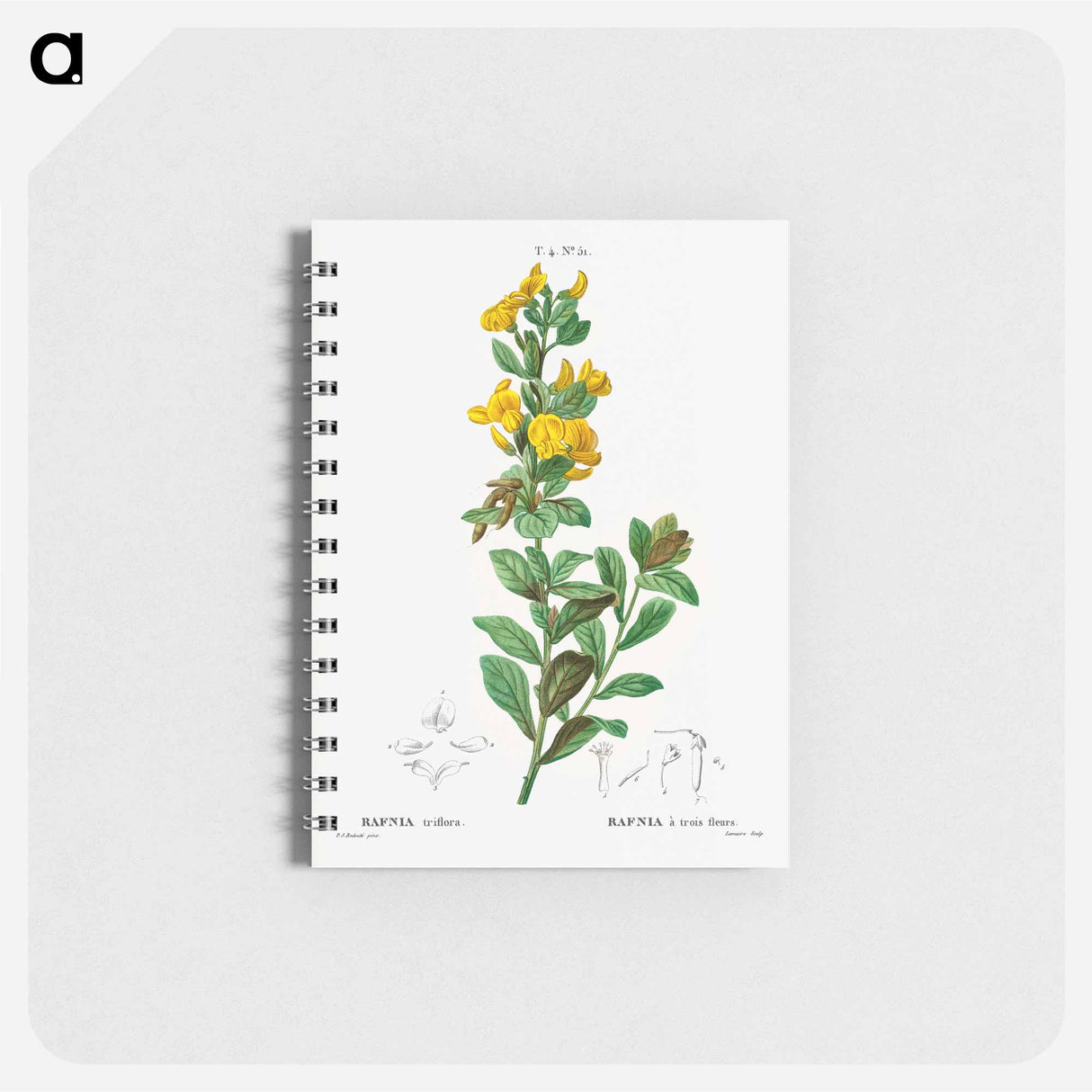 Rafnia triflora - ピエール ジョゼフ ルドゥーテ Memo.