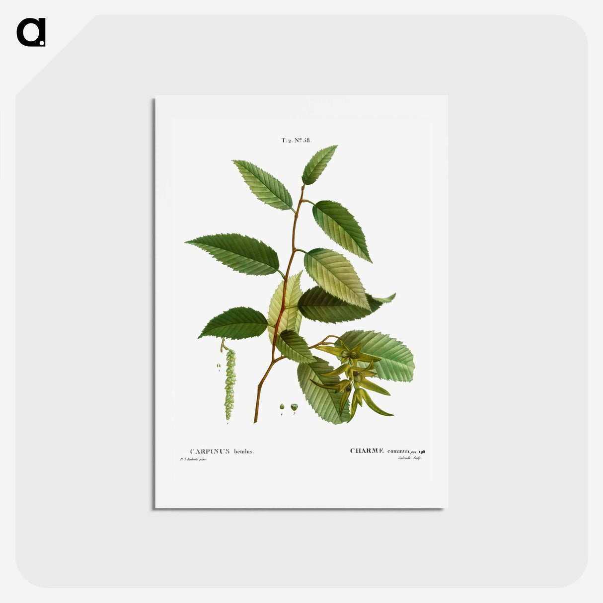 アートポストカード-Common hornbeam, Carpinus betulus - ピエール ジョゼフ ルドゥーテ Postcard.