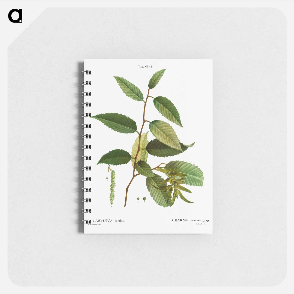 Common hornbeam, Carpinus betulus - ピエール ジョゼフ ルドゥーテ Memo.