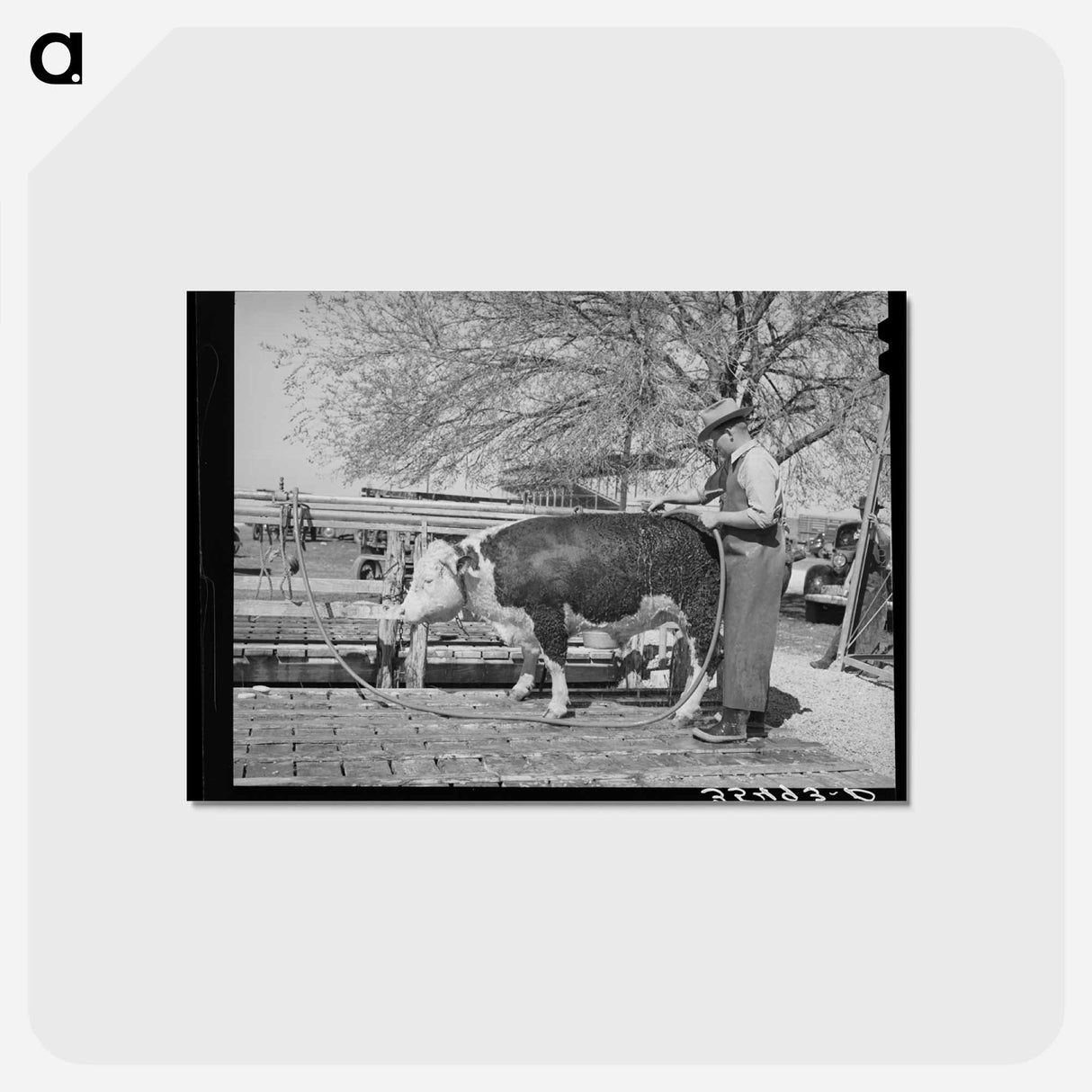 アートポストカード-Washing the Steer
- ラッセル リー Postcard.