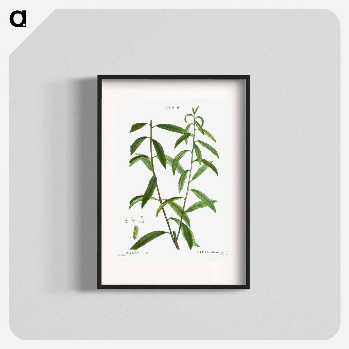 White willow, Salix alba - Pierre-Joseph Redouté Poster.