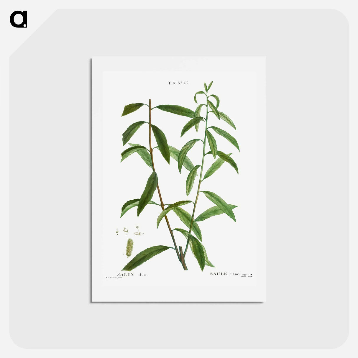 アートポストカード-White willow, Salix alba - ピエール ジョゼフ ルドゥーテ Postcard.