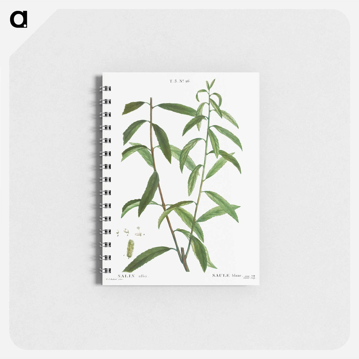 White willow, Salix alba - ピエール ジョゼフ ルドゥーテ Memo.