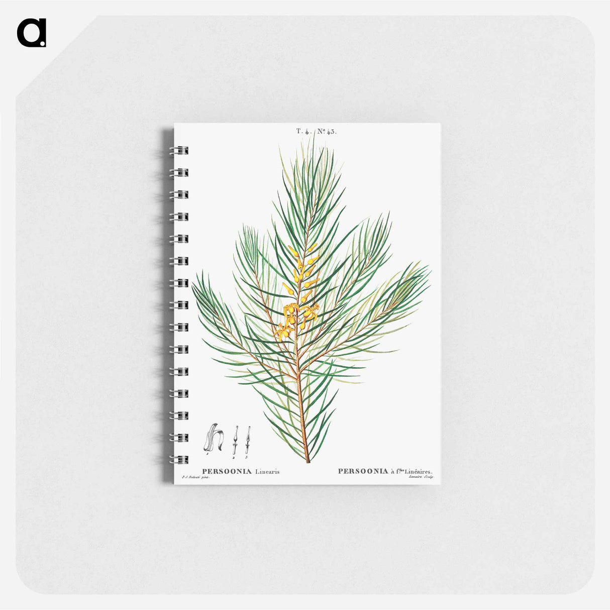 Narrow-leaved geebung - ピエール ジョゼフ ルドゥーテ Memo.