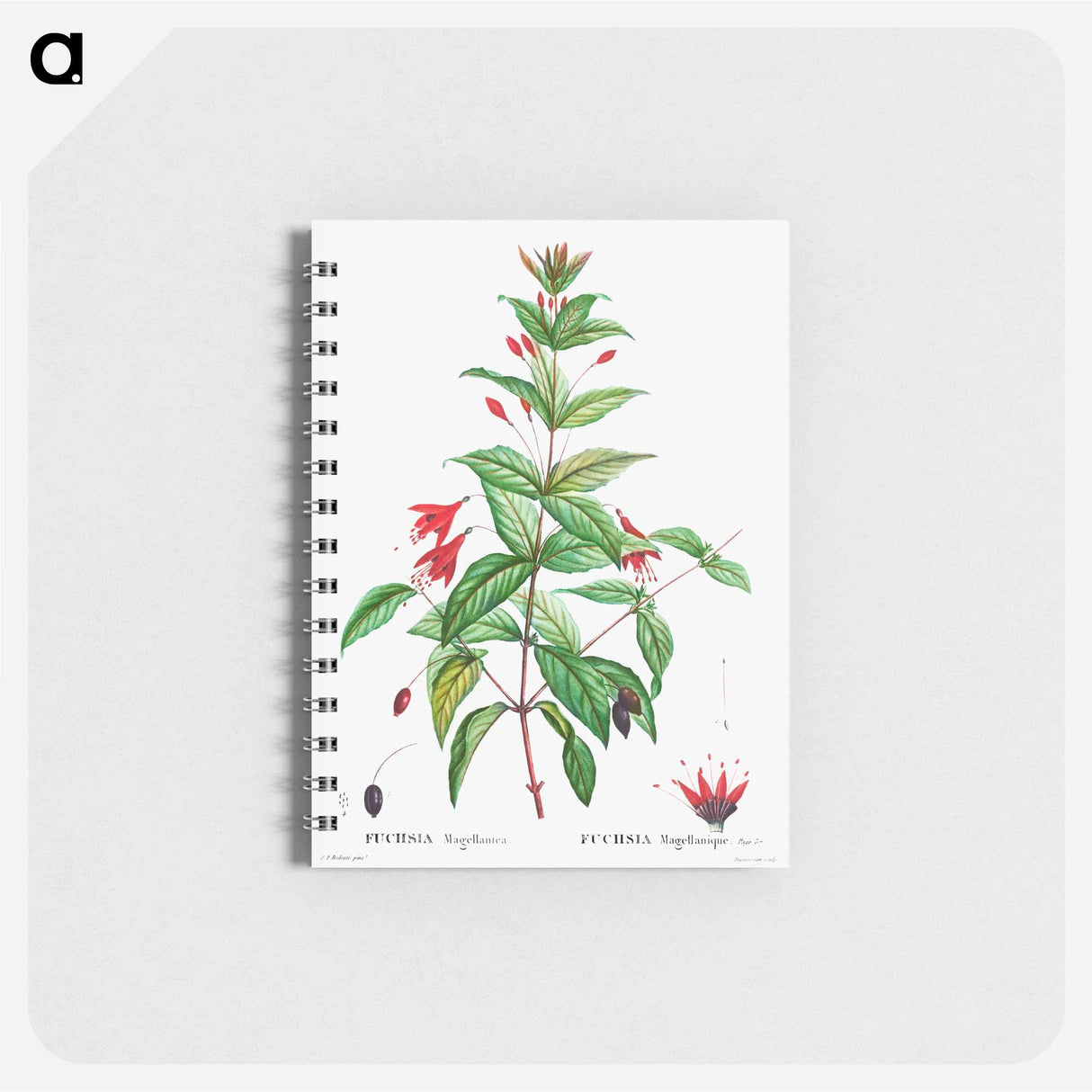 Hardy fuchsia - ピエール ジョゼフ ルドゥーテ Memo.