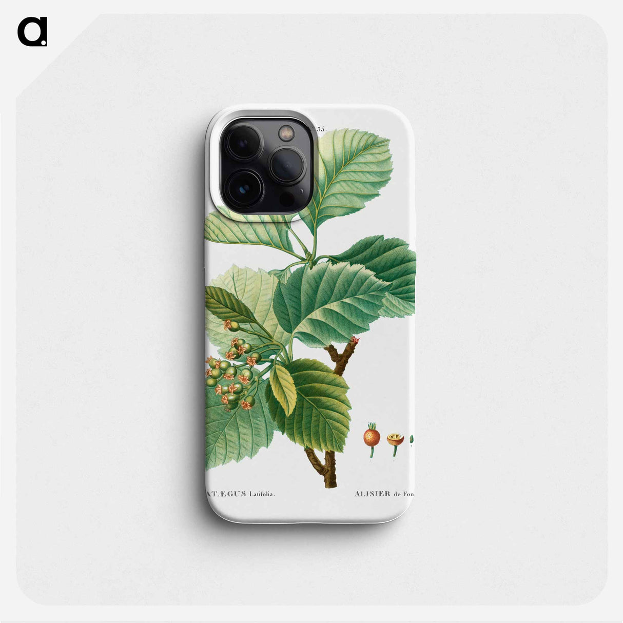 Broad-leaved whitebeam - Pierre Joseph Redouté Phone Case.