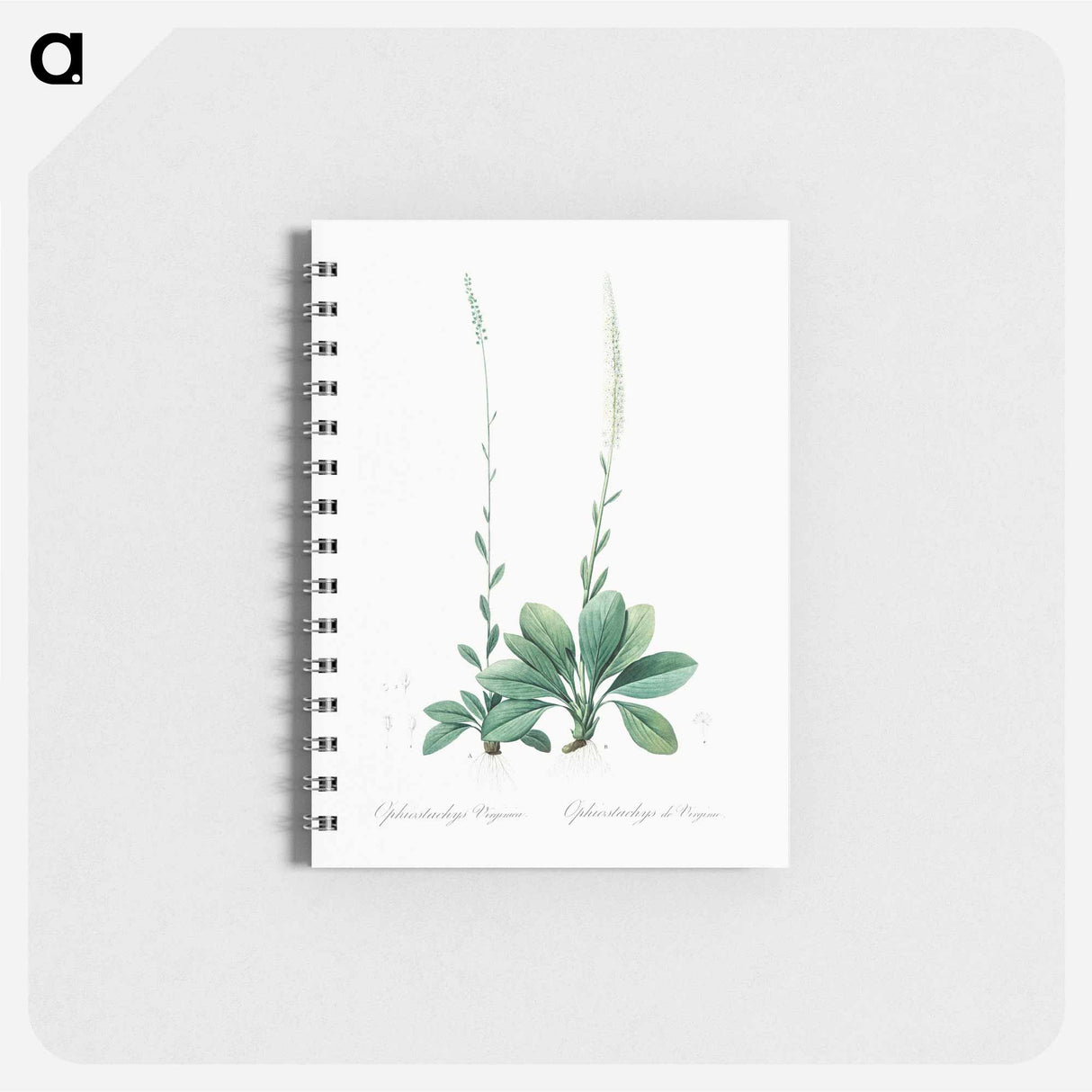 Blazing star illustration from Les liliacées - ピエール ジョゼフ ルドゥーテ Memo.