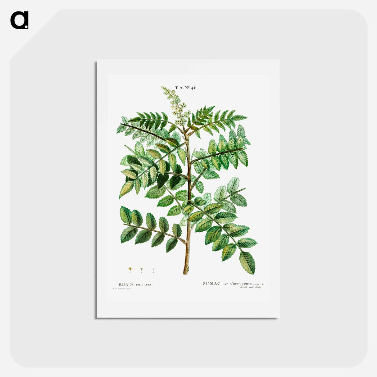 アートポストカード-Sicilian sumac (Rhus coriaria) - ピエール ジョゼフ ルドゥーテ Postcard.