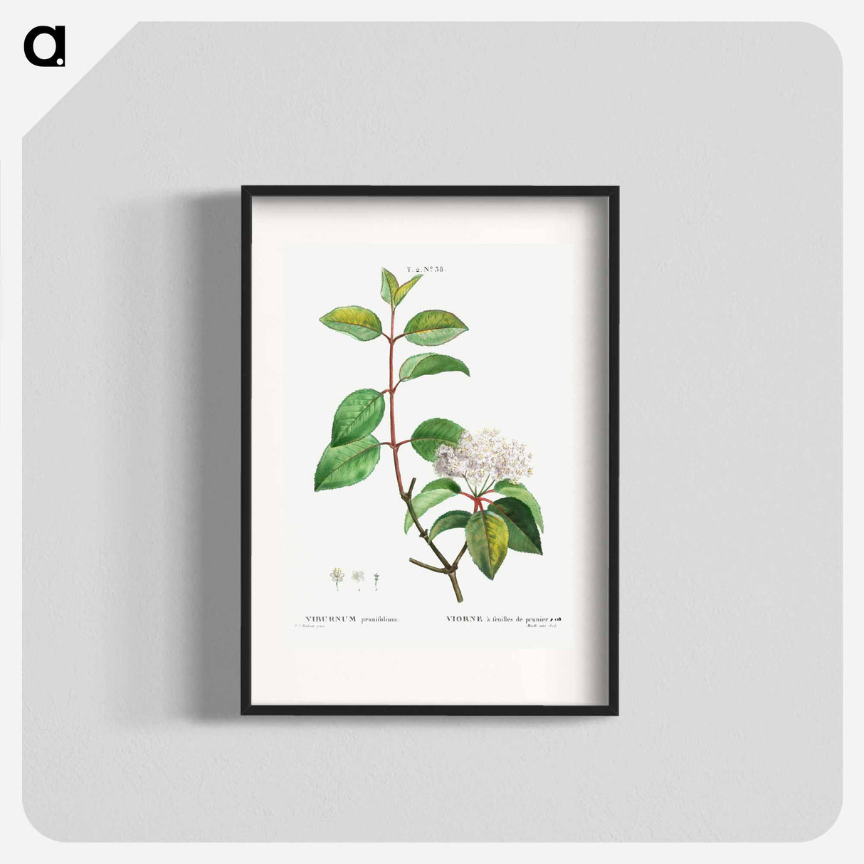 Blackhaw - Pierre Joseph Redouté Poster.