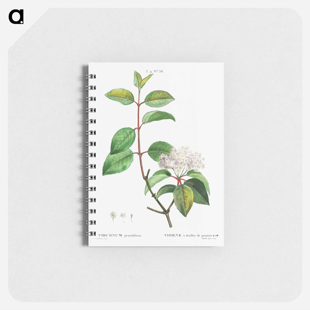 Blackhaw - ピエール ジョゼフ ルドゥーテ Memo.