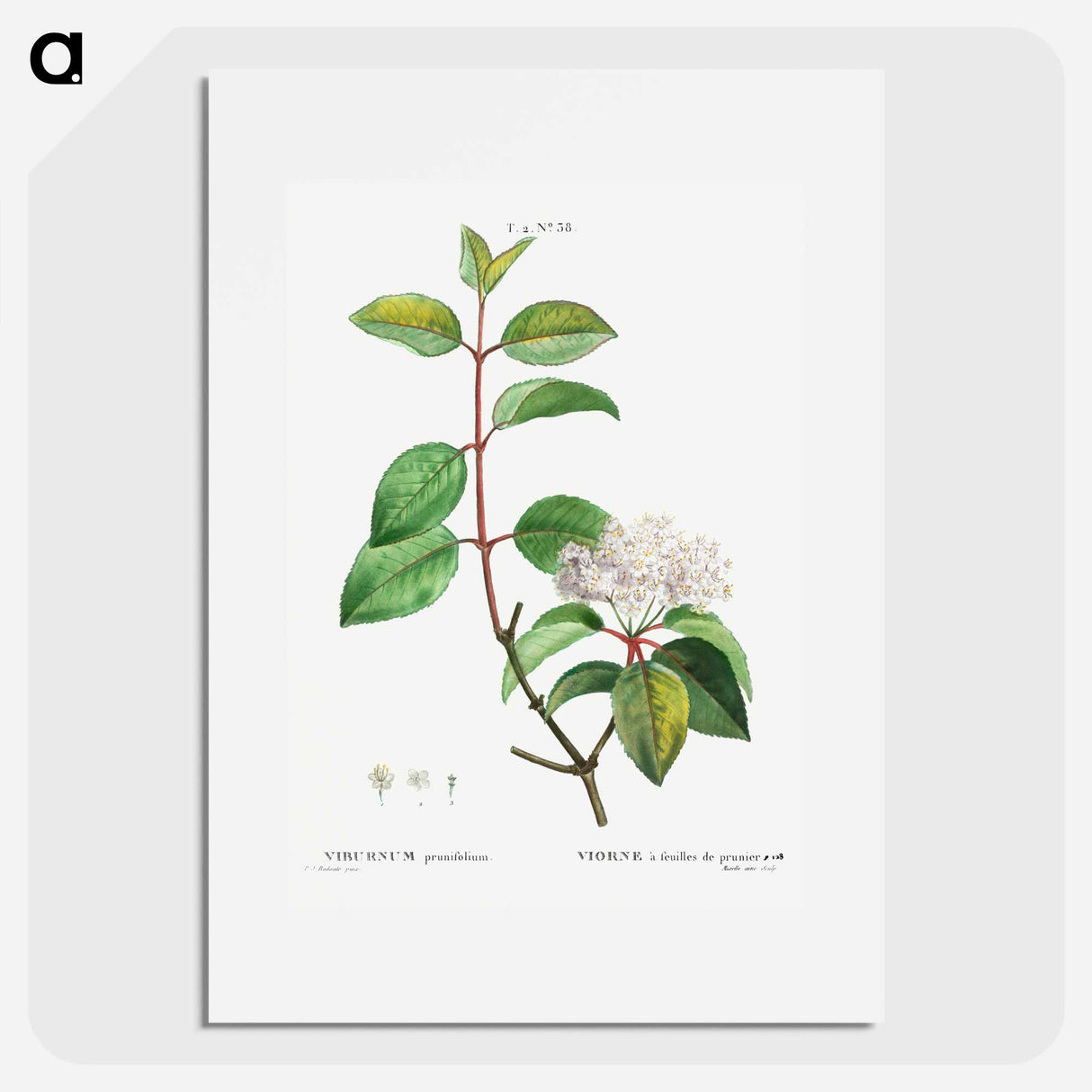 Blackhaw - Pierre Joseph Redouté Poster.