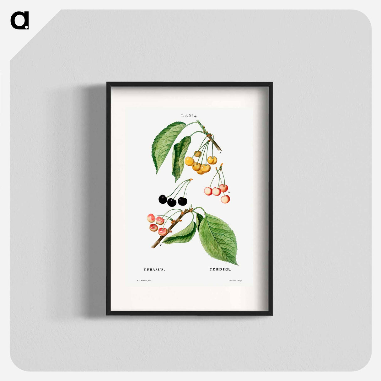 Cherry, Cerasus - Pierre Joseph Redouté Poster.
