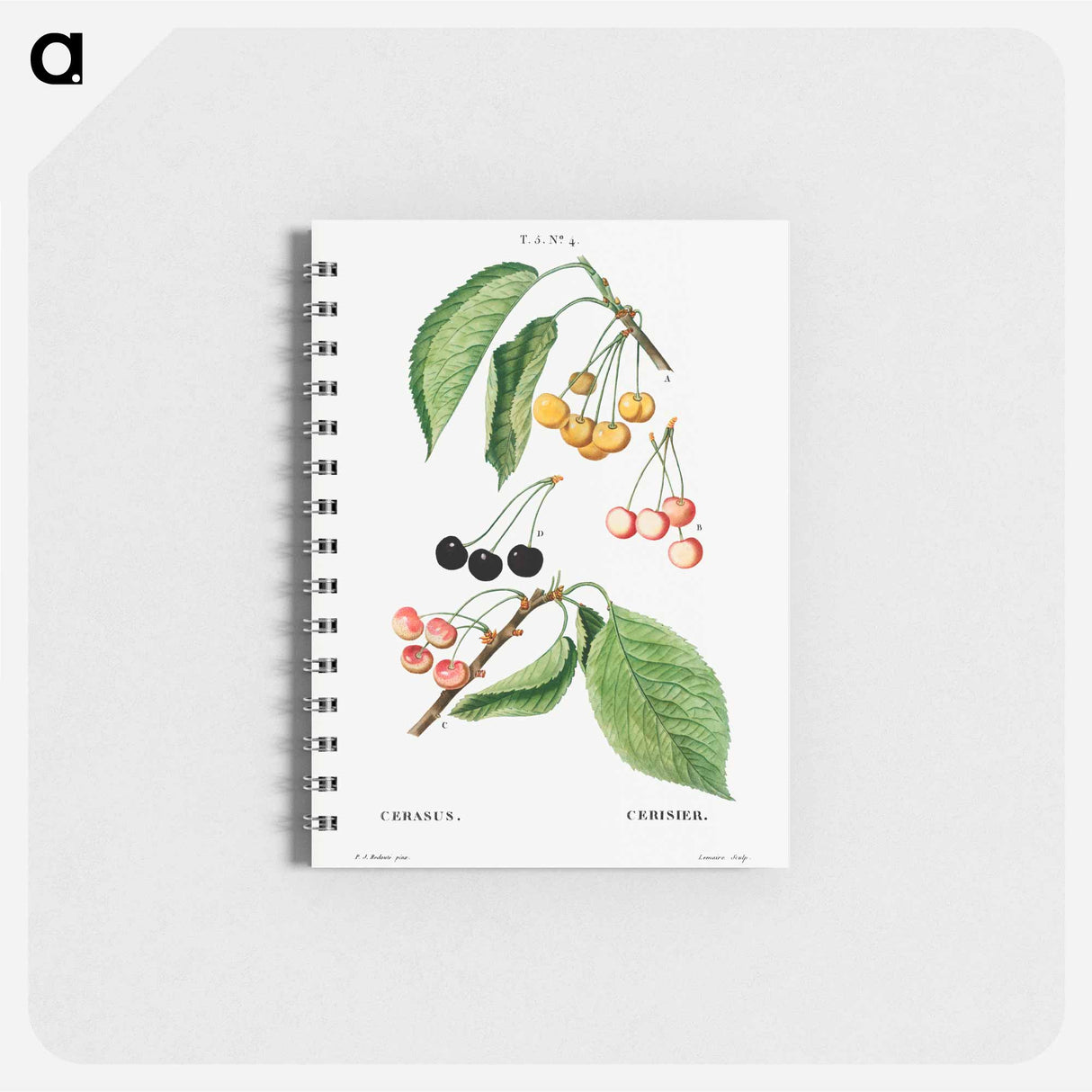 Cherry, Cerasus - ピエール ジョゼフ ルドゥーテ Memo.