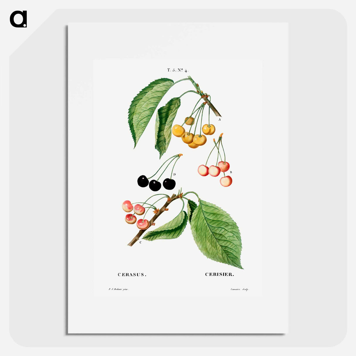 Cherry, Cerasus - Pierre Joseph Redouté Poster.